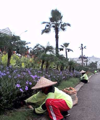 Perawatan taman di Green Lake City oleh Biosis