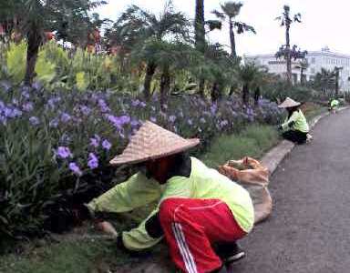 perawatan-taman-di-Green-Lake-City-oleh-Biosis1.jpg