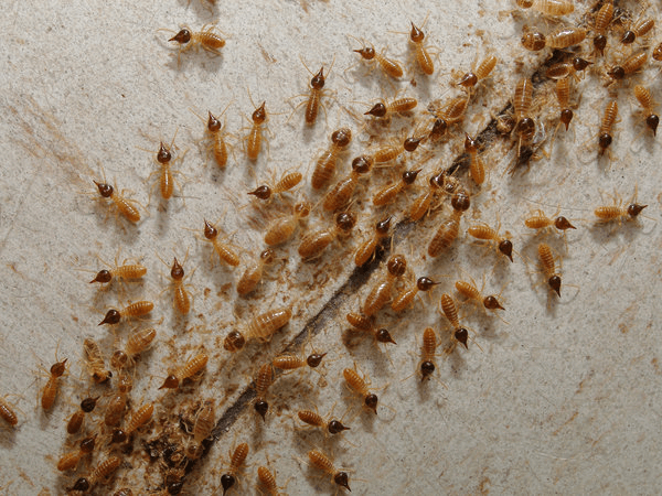 termite-control-basmi-rayap-biosis-pest-control.png