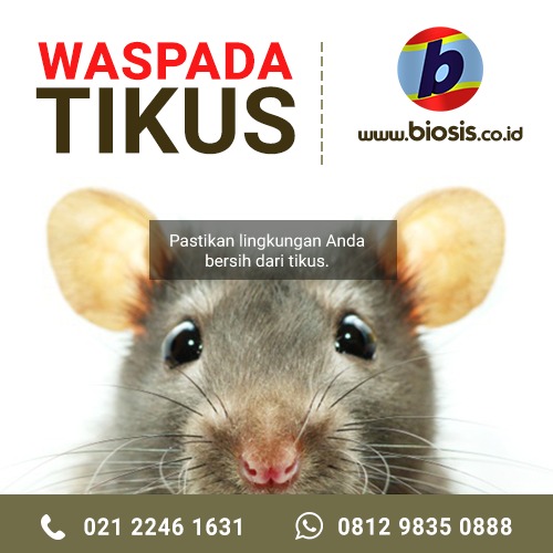 tikus-biosis-pest-control.jpeg