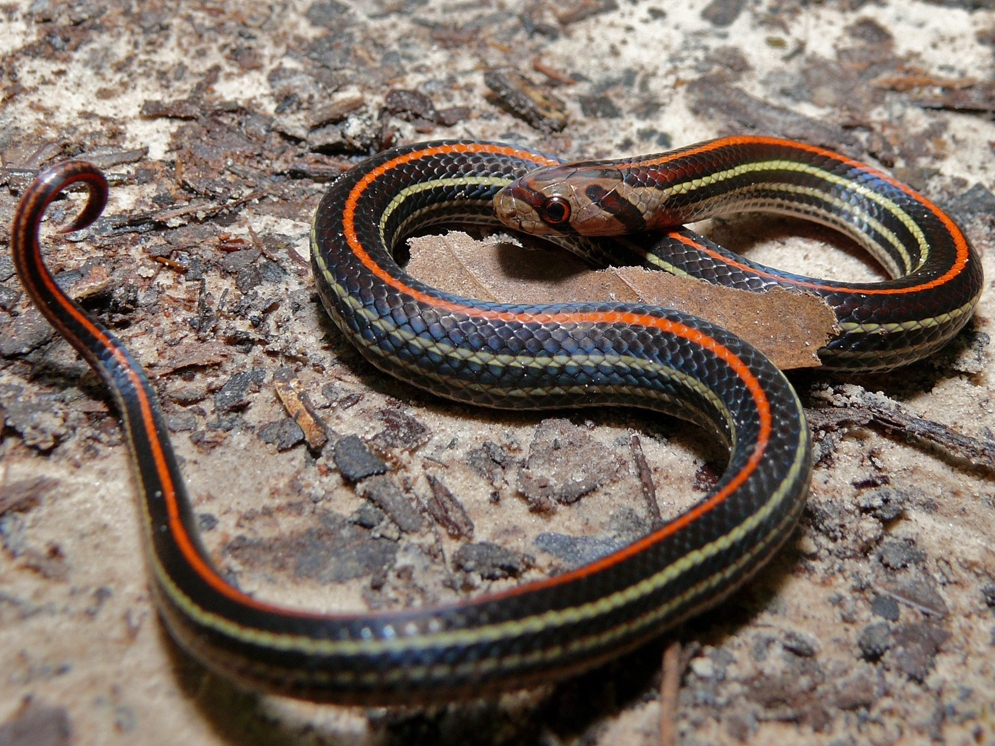 Anus soatidagi narsalar bilan fisting Jinsiy ayol mushuk