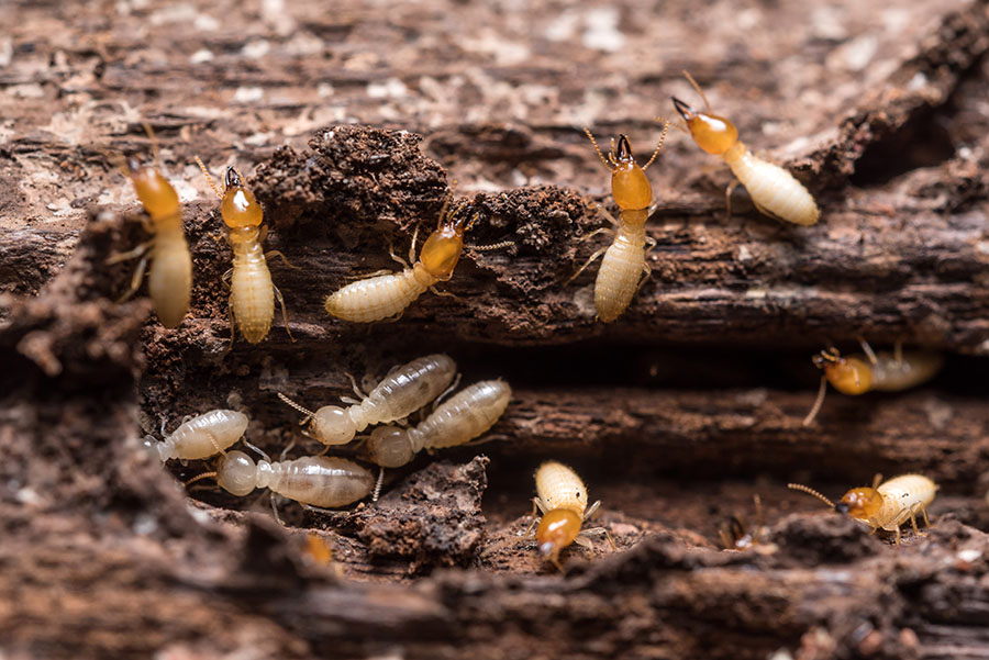 signs-termite-activity-1.jpg