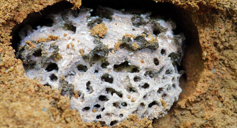 termiet-web.jpg
